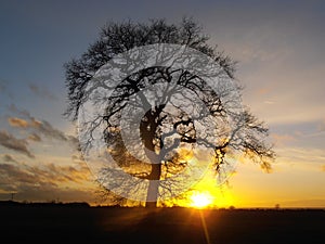 A Magical Oaktree