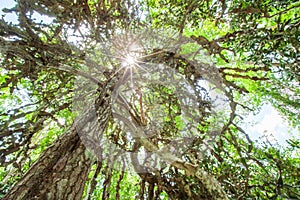 Magical old cactus tree in evergreen primeval forest