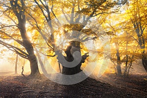 Magical old forest with sun rays. Amazing trees in fog