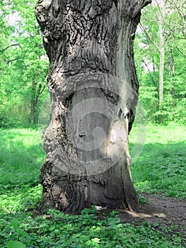 Magical old oak