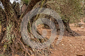 Magical old olive trees, olive grove,botany