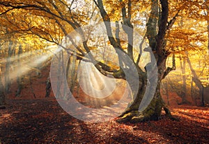 Magical old tree. Autumn forest in fog with sun rays photo