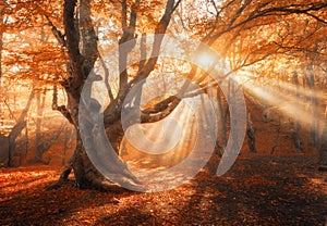 Magical old tree with sun rays in the morning