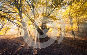 Magical old tree with sun rays in the morning