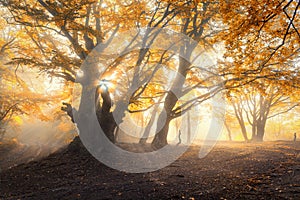 Magical old tree with sun rays in the morning