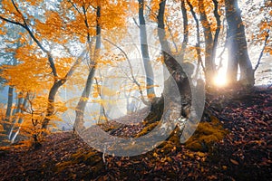 Magical old tree with sun rays in the morning. Amazing forest in