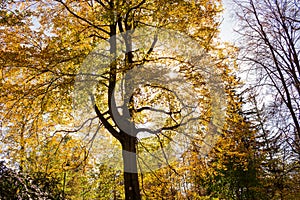 Magical old tree with sun rays in the morning. Amazing forest in fog. Colorful landscape with foggy forest, gold sunlight, red