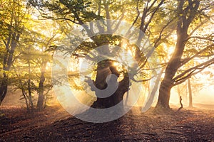 Magical old tree with sun rays at sunrise Foggy forest