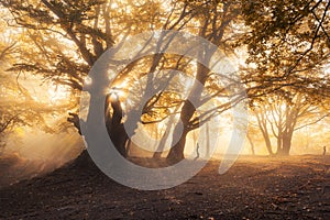 Magical old tree with sun rays at sunrise Foggy forest