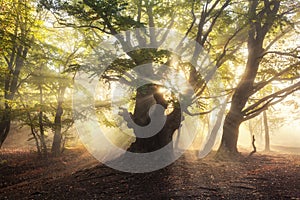 Magical old tree with sunrays in the morning. Foggy forest