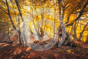 Magical old trees with sun rays at sunrise in fall. Autumn colors