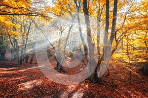 Magical old trees with sun rays at sunrise in fall. Autumn colors