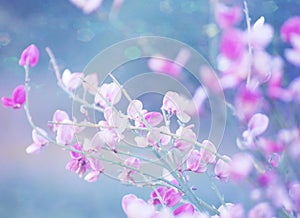 Magical Pink and Purple flowers in a Garden with Bokeh