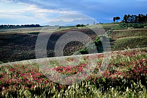 Magical places and hills of Tuscany CVI