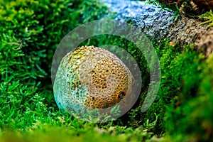 A magical puffball similar in appearance to a warty potato, the common earthball (Scleroderma citrinum)