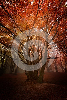 Magical red and orange forest in autumn