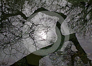 Magical reflection in the lake. Winding tree