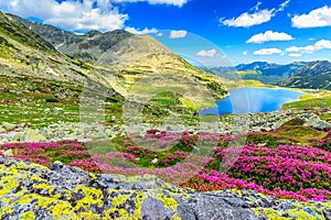 Magical rhododendron flowers and Bucura mountain lakes,Retezat mountains,Romania photo