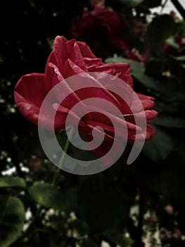 A magical Rose photo