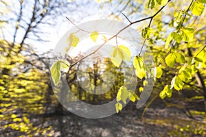 Magical scenic forest framed by leaves, with the sun casting its warm light through the foliage. Natural background. Reinhardswald