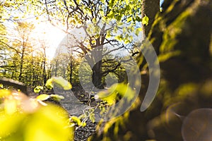 Magical scenic forest framed by leaves, with the sun casting its warm light through the foliage. Natural background. Reinhardswald