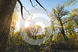 Magical scenic forest, with the sun casting its warm light through the foliage. Natural background. Reinhardswald - germany