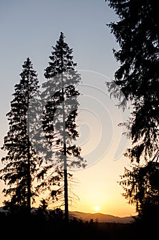 A magical scenic view of the mountains at sunset. A beautiful view of the green trees on the hill. Carpathian Mountains