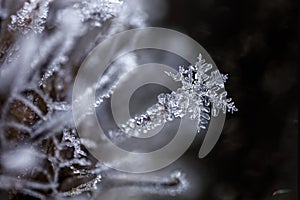 Magical Snowflake frozen stuck to frozen burdock