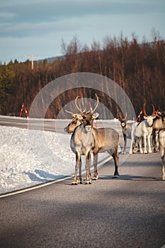 Magical sturdy reindeer walks with his pack along a road in Lapland, Finland. Scandinavian animal. Cute Santa Claus pet. Rangifer