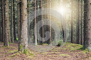 Magical summer forest with early sunlight seeping in. photo