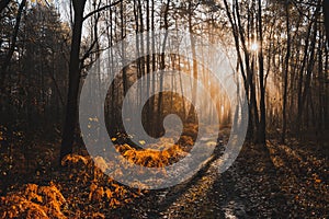 Magical Sunlight in Autumnal Forest at Misty Morning