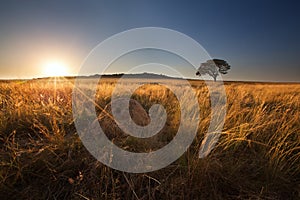 Magical sunset in Africa with a lone tree on hill and no clouds