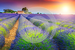 Magical sunset and lavender fields in Provence region, Valensole, France