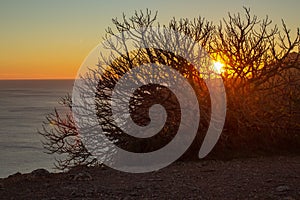 Magical sunset radiates its beauty through a bush as it sets out to sea, in Serra da Arrabida, SetÃºbal