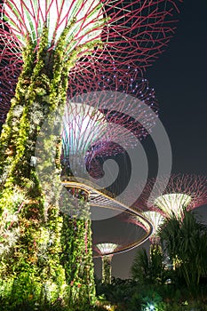 The Magical Supertrees Grove at Gardens by the Bay at Night Time photo