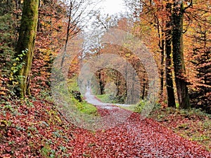 Magical swiss forest autumn path