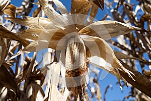 The corn is open and hanging on its dry plant. photo