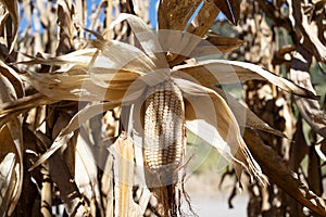 The corn plants are very dry. photo