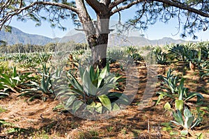 Landscape field of lechuguilla type agaves to make the alcoholic beverages of tequila and raicilla. photo