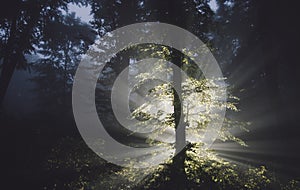 Magical tree in mysterious forest at night