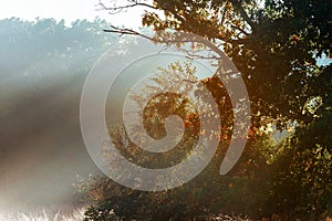 Magical tree with sun rays in the morning. Amazing forest in fog. Colorful landscape with foggy forest, gold sunlight forest in