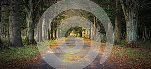 Magical tunnel and pathway through a thick forest with sunlight. The path framed by bushes. Dramatic and gorgeous scene