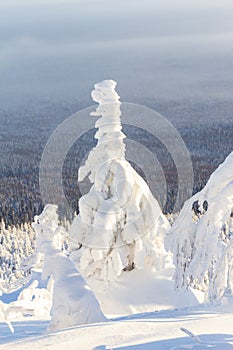 A magical view from above of mountain to white fluffy snow covered spruce. Winter landscape with frosty fir trees and