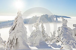 A magical view from above of mountain to white fluffy snow covered spruce. Winter landscape with frosty fir trees and