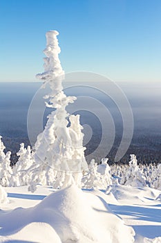 A magical view from above of mountain to white fluffy snow covered spruce. Winter landscape with frosty fir trees and snowflakes,