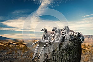 Magical view on Lemurs