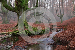 Magical water between beech woods photo