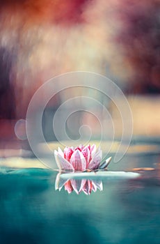 Magical waterlily in the lake