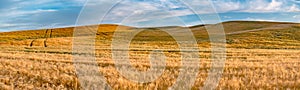 Magical wheat farm fields in palouse washington