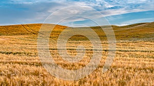 Magical wheat farm fields in palouse washington